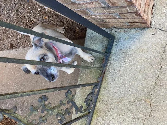 Lost dog in Stone Mountain, GA, 30087