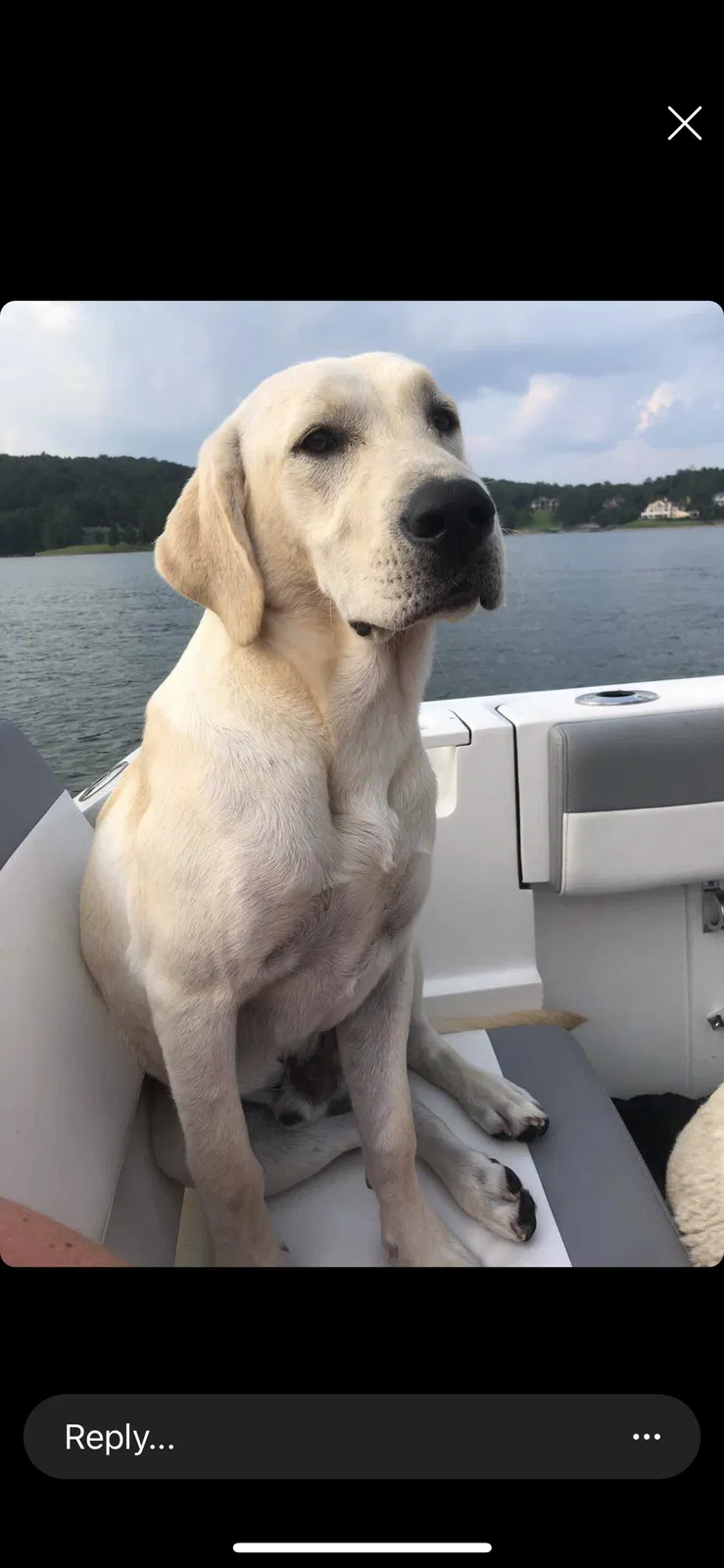 Lost dog in Mount Olive, AL, 35117