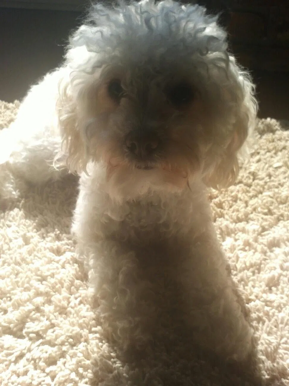 Lost dog in Gretna, LA, 70056