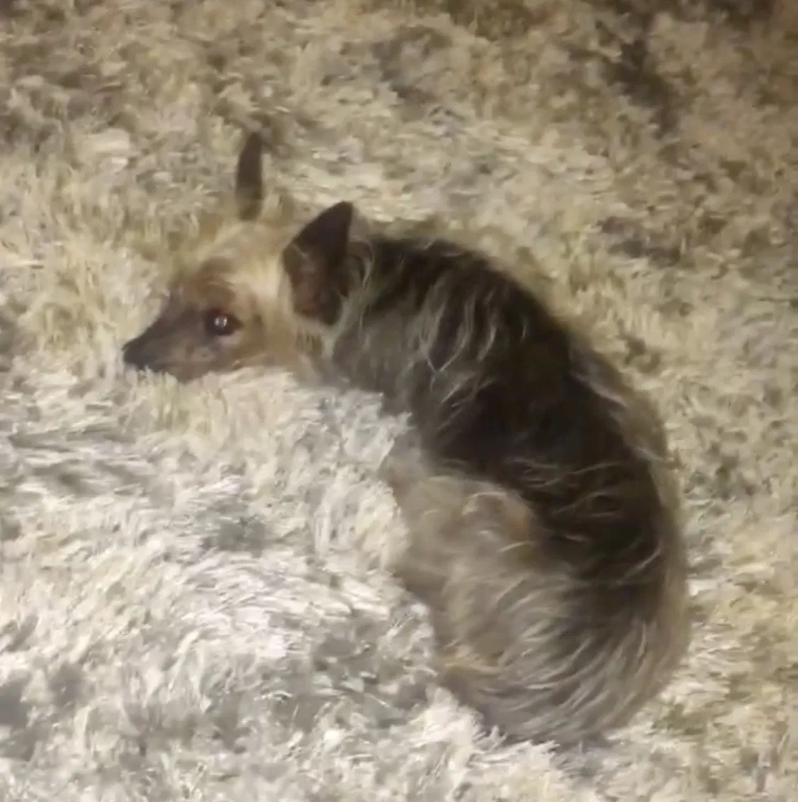 Lost dog in Colton, CA, 92324