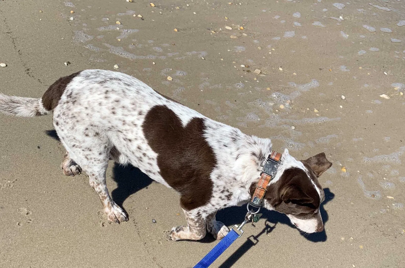 Lost dog in Dayton, OH, 45458