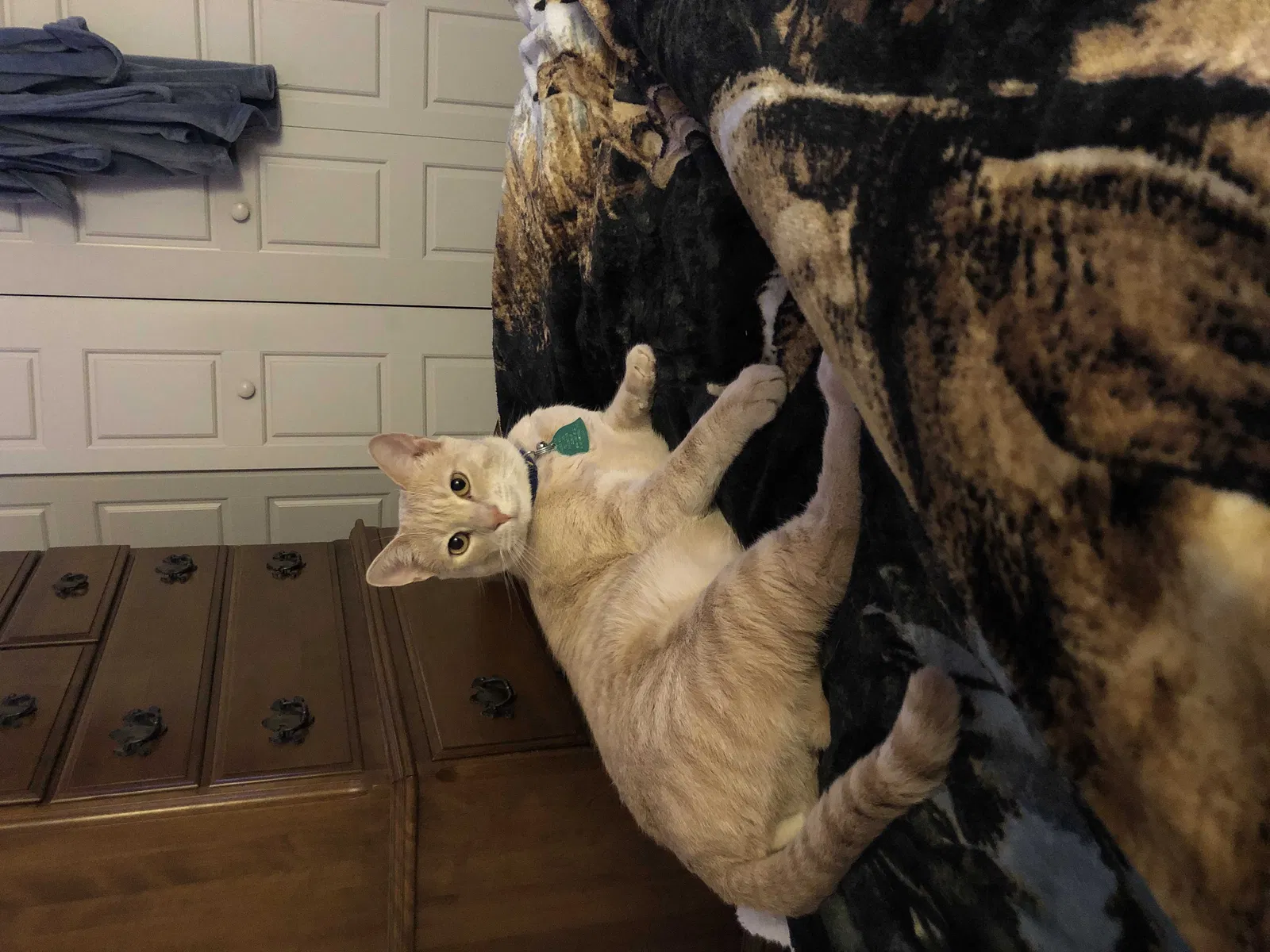 Lost cat in Spartanburg, SC, 29301
