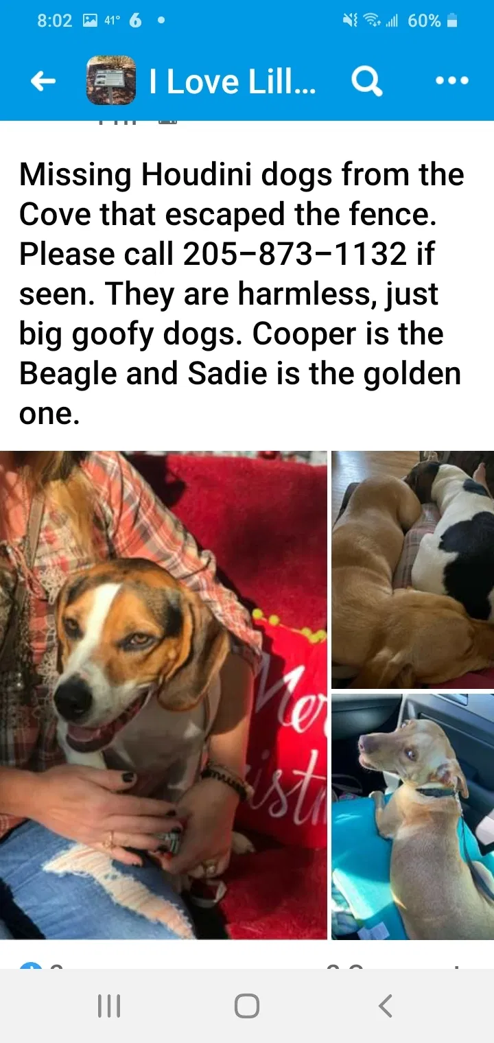 Lost dog in Lillian, AL, 36549