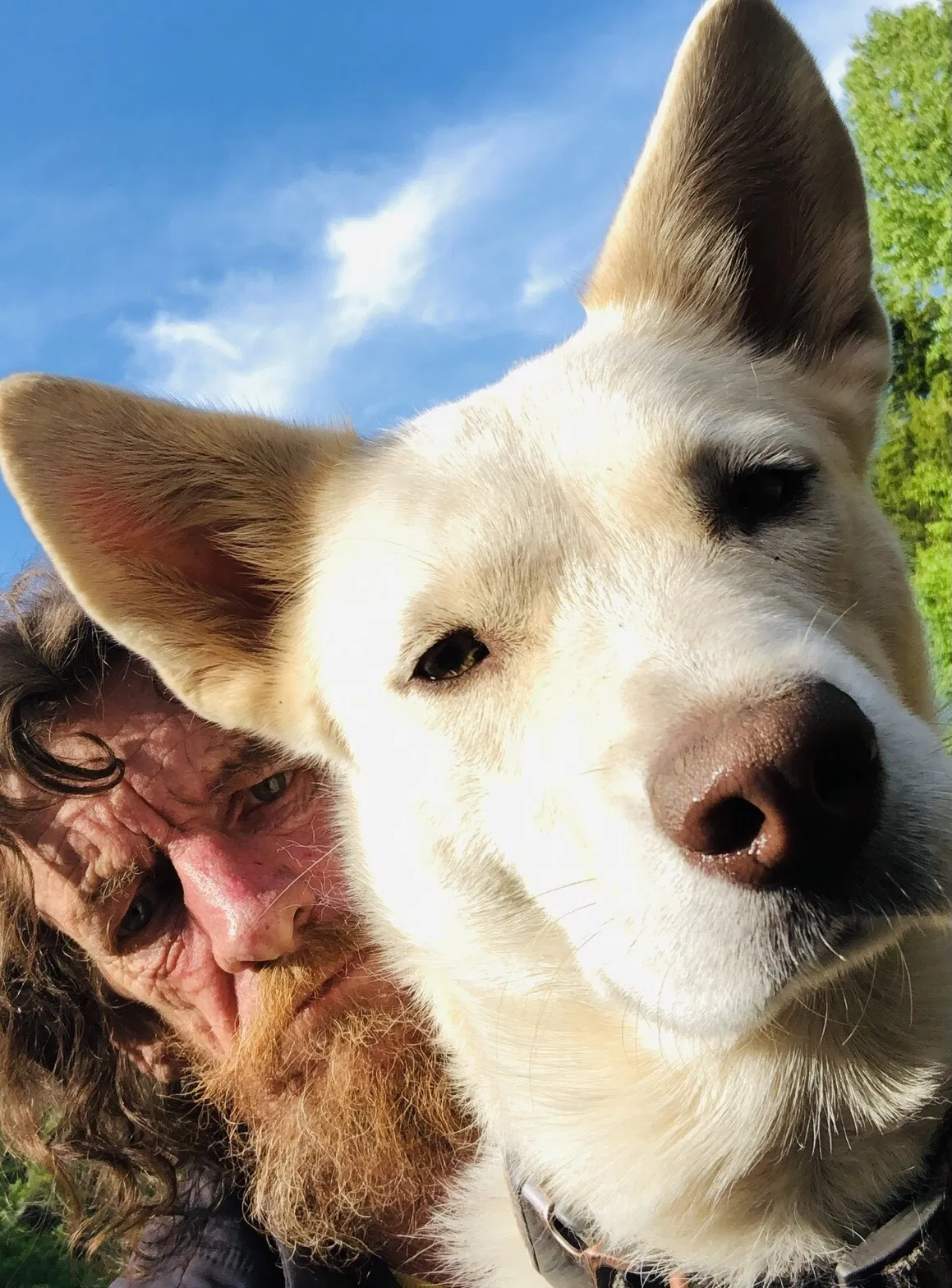 Lost dog in Pickens, SC, 29671