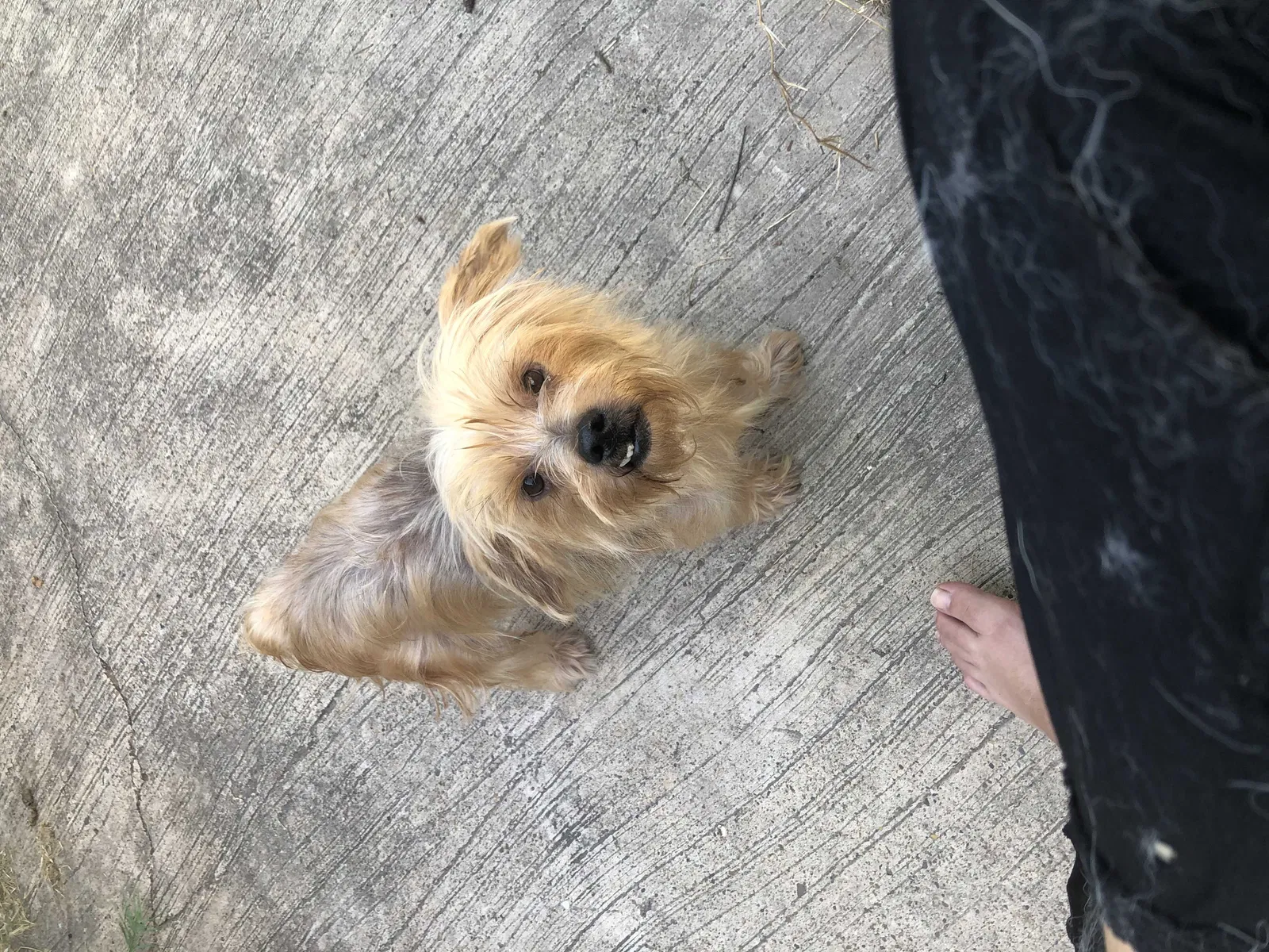 Lost dog in Hidalgo, TX, 78557