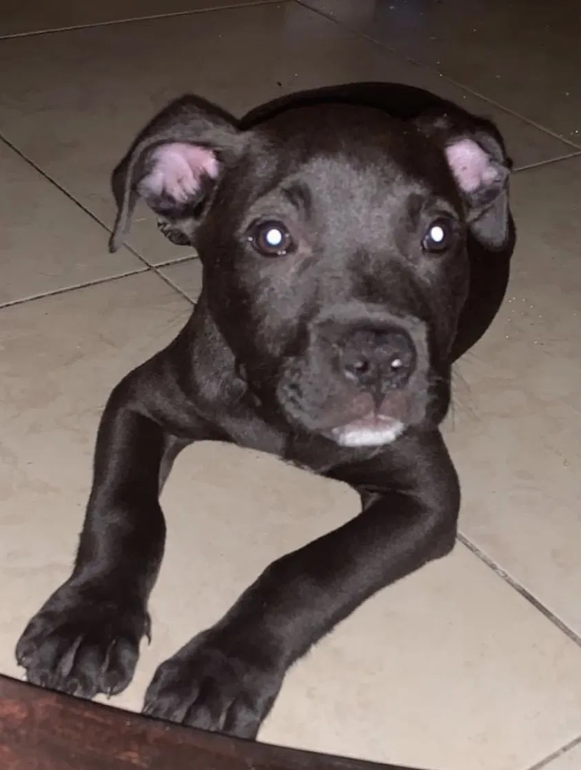 Lost dog in Deland, FL, 32720