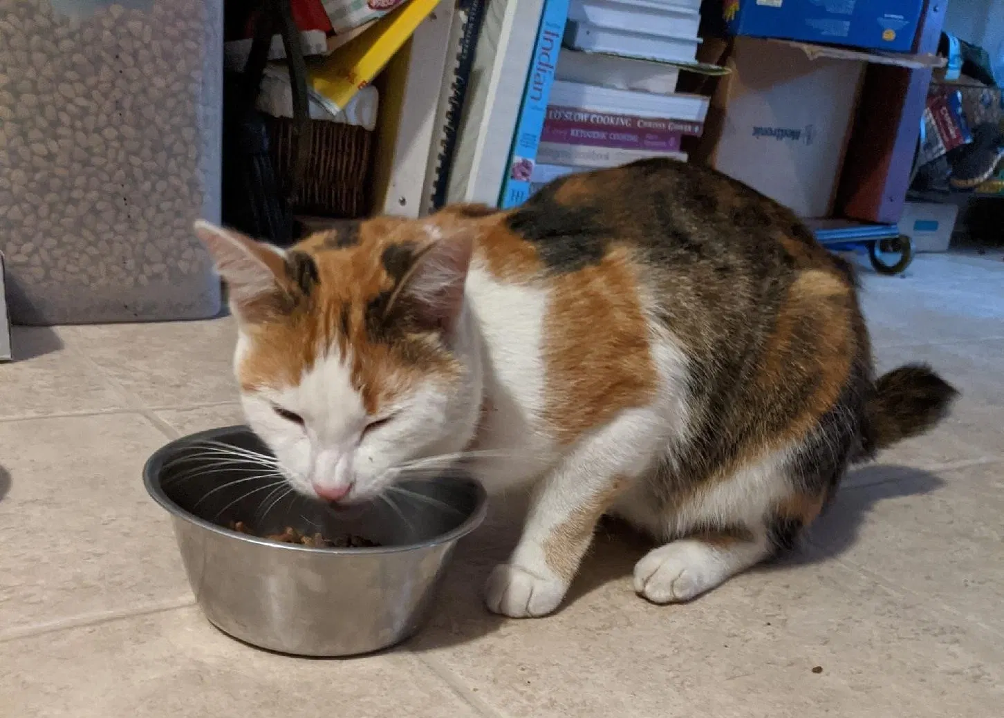Lost cat in Lexington, KY, 40509