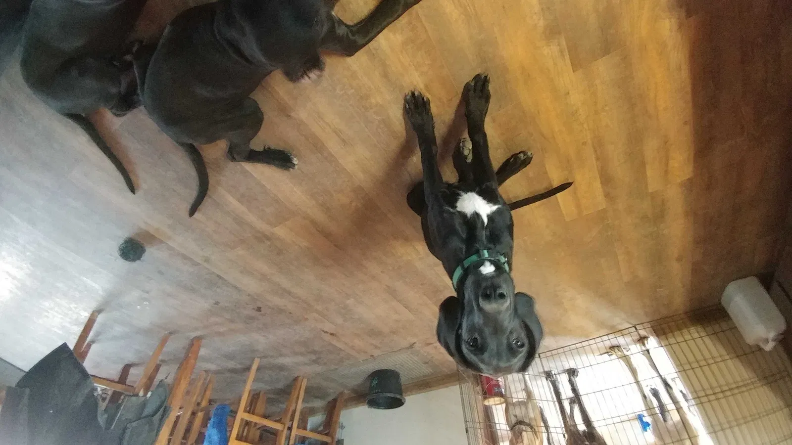 Lost dog in Loveland, CO, 80537