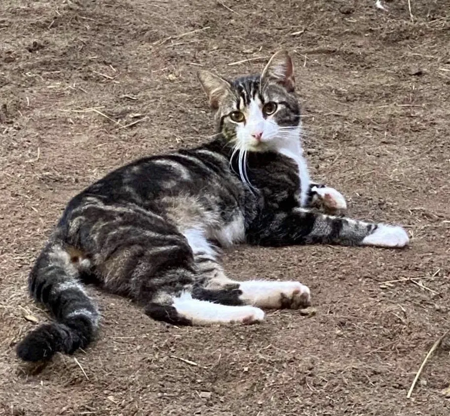 Lost cat in Asheville, NC, 28804