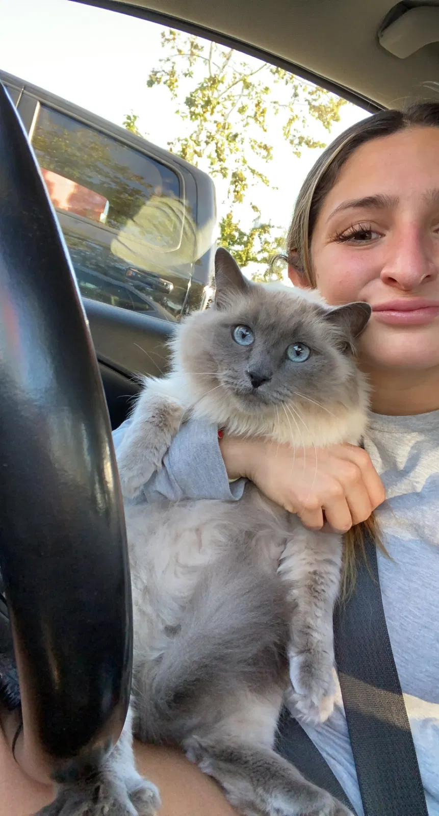 Lost cat in Anaheim, CA, 92806