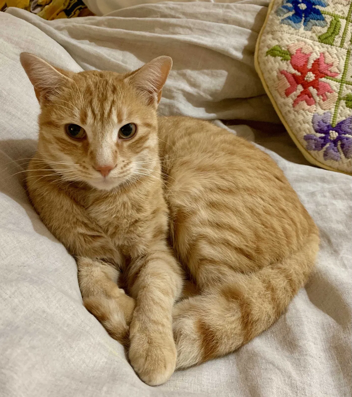 Lost cat in Durham, NC, 27707