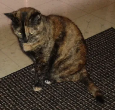 Lost cat in Harrison Township, MI, 48045