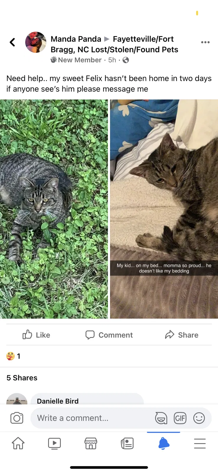 Lost cat in Fayetteville, NC, 28305