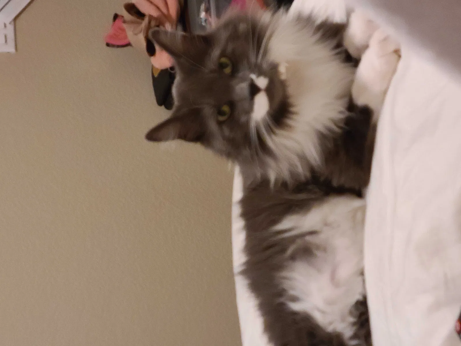 Lost cat in Phoenix, AZ, 85024