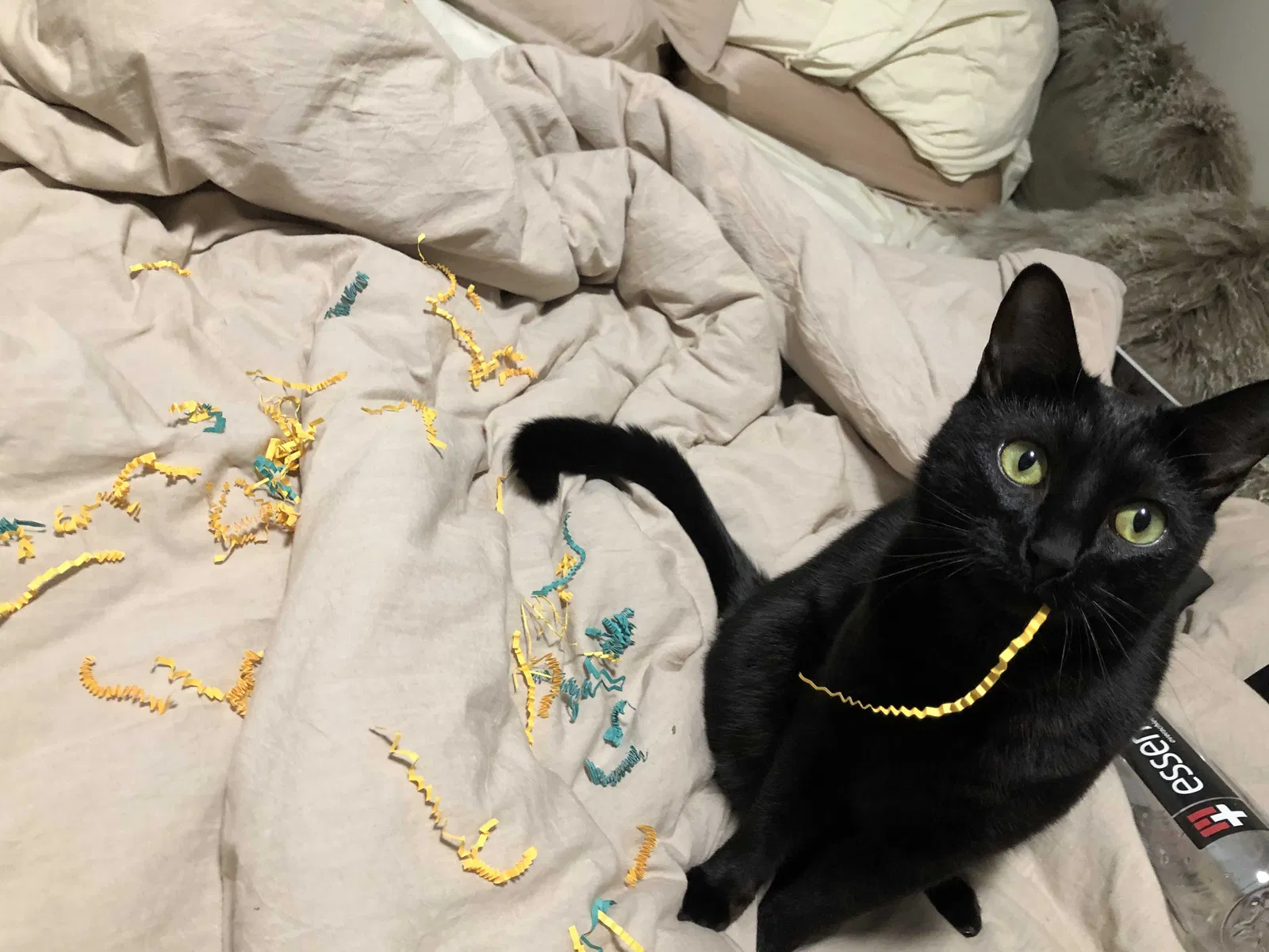 Lost cat in Puyallup, WA, 98371