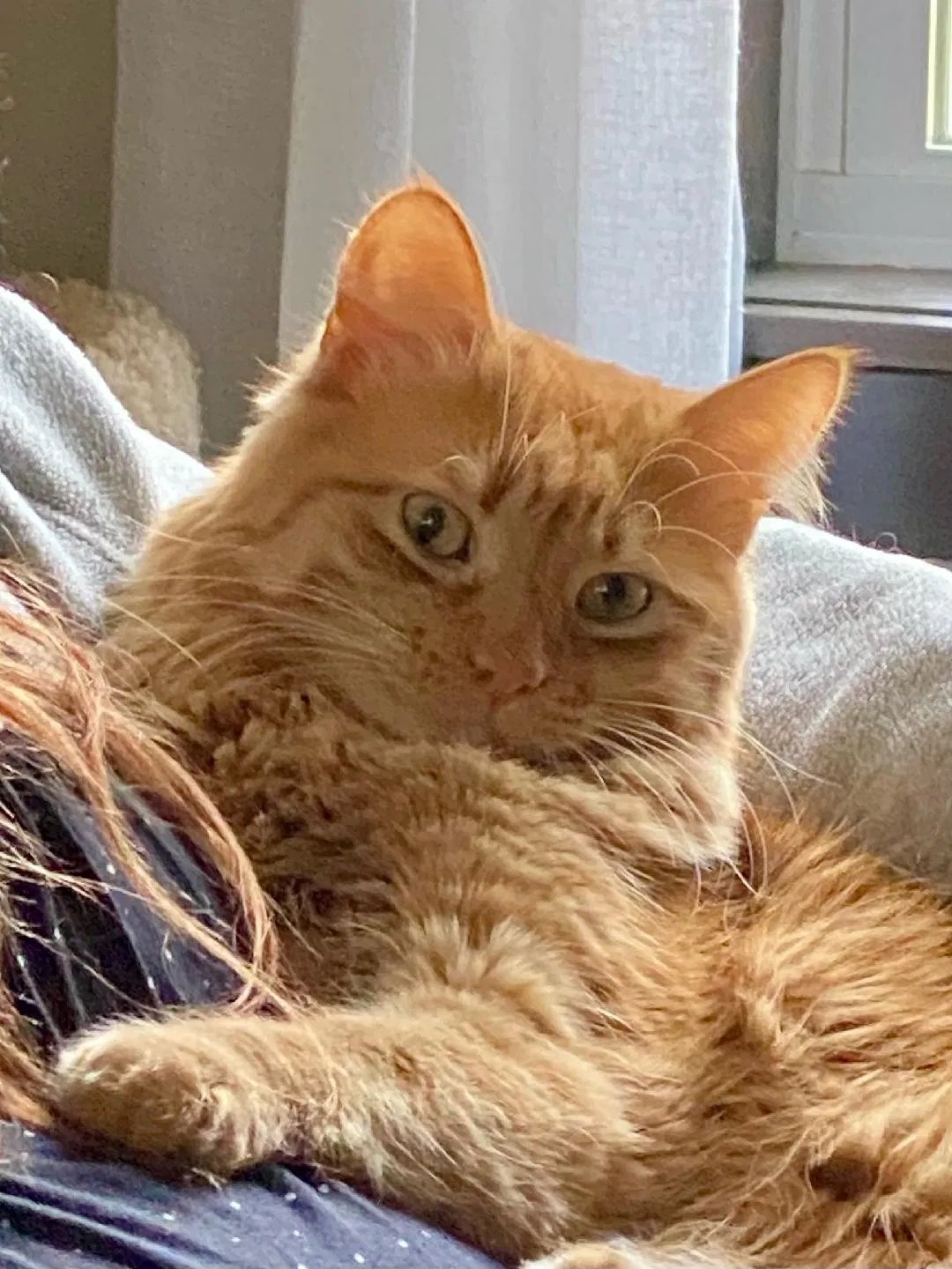 Lost cat in Neenah, WI, 54956