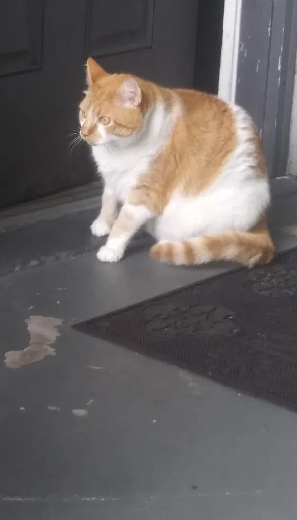Lost cat in Saint Petersburg, FL, 33711