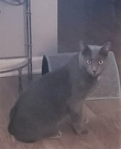Lost cat in Darien, IL, 60561