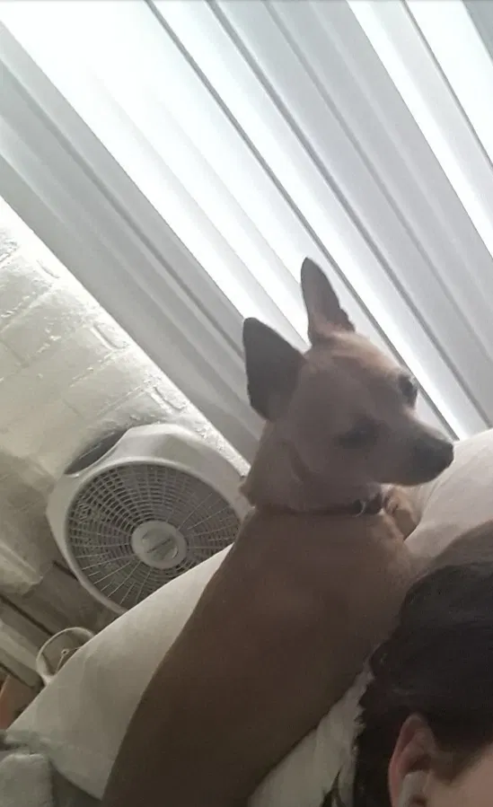 Lost dog in Tucson, AZ, 85716