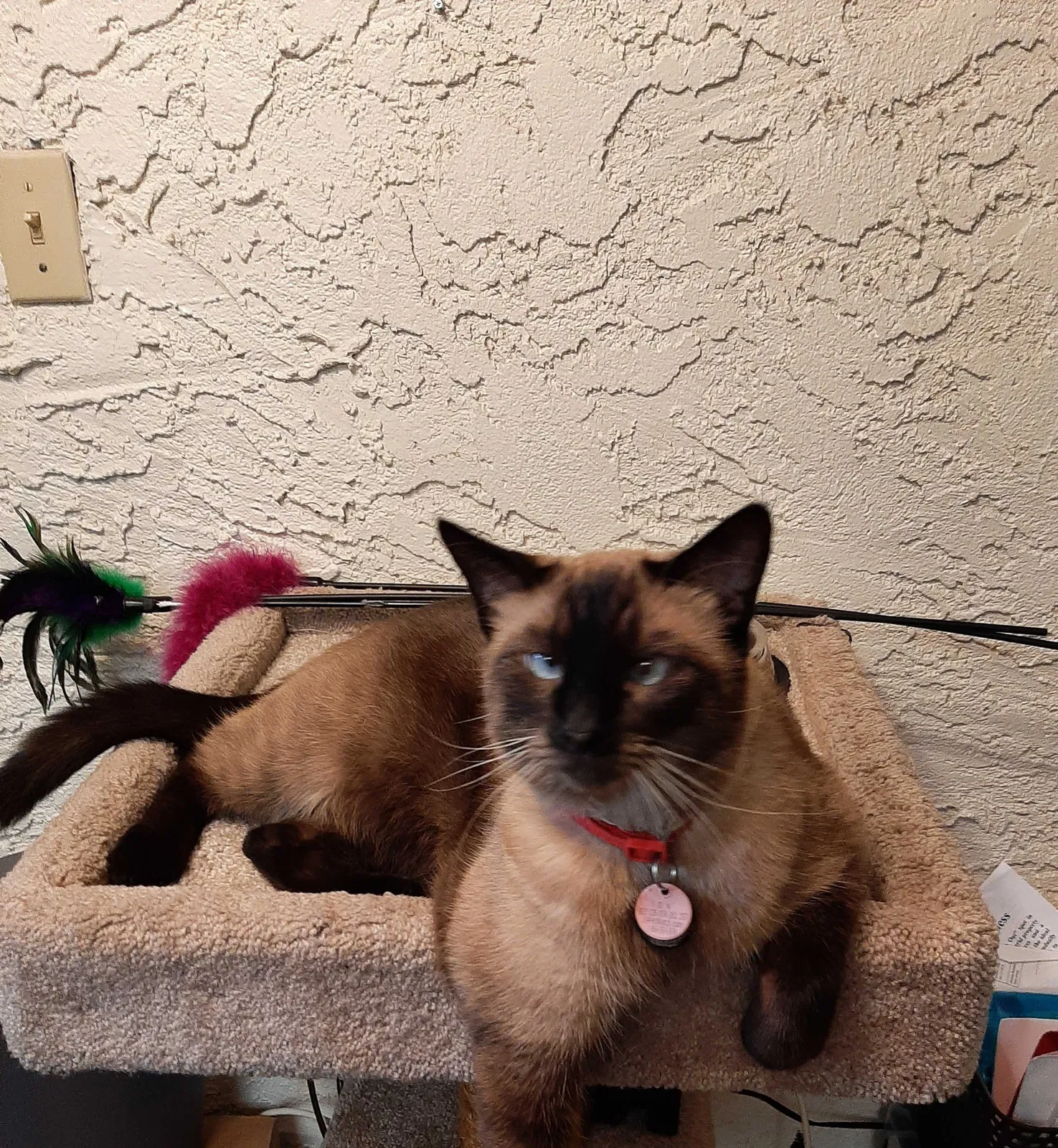Lost cat in Phoenix, AZ, 85032