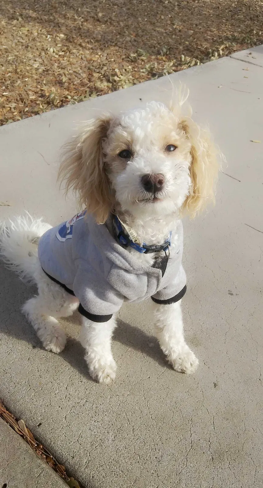 Lost dog in Albuquerque, NM, 87105