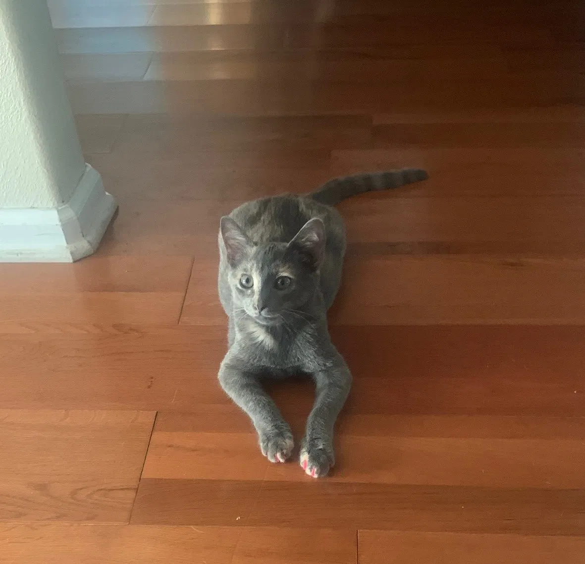 Lost cat in Austin, TX, 78702