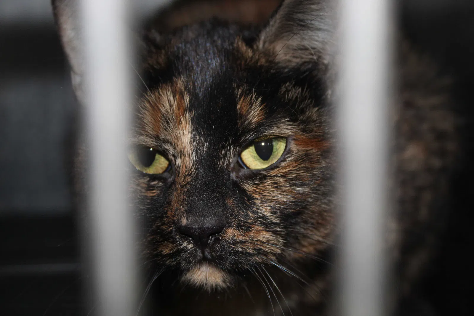 Lost cat in El Cajon, CA, 92019