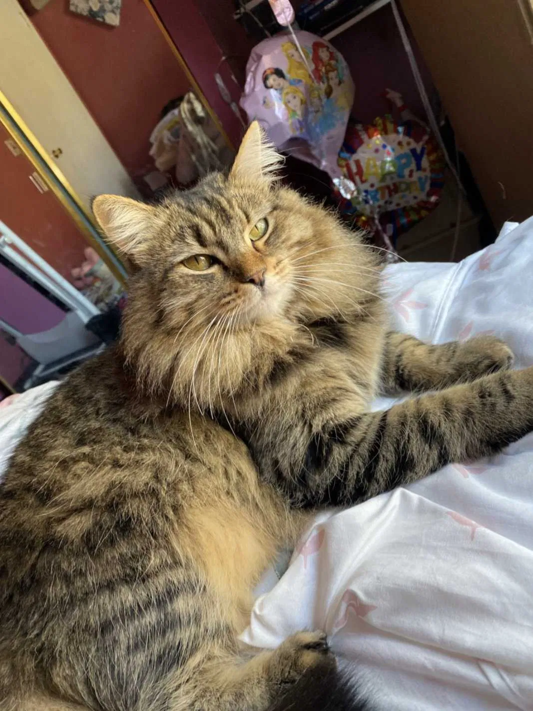Lost cat in Santa Rosa, CA, 95409