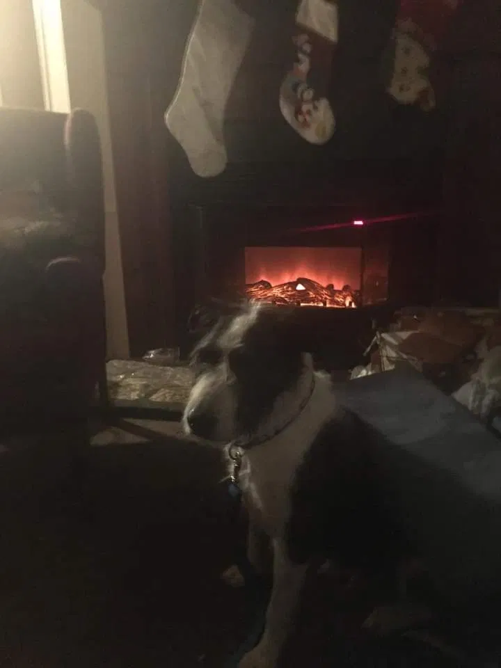 Lost dog in Floral City, FL, 34436