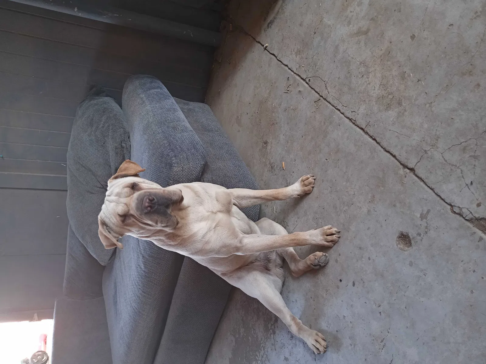 Lost dog in El Paso, TX, 79924