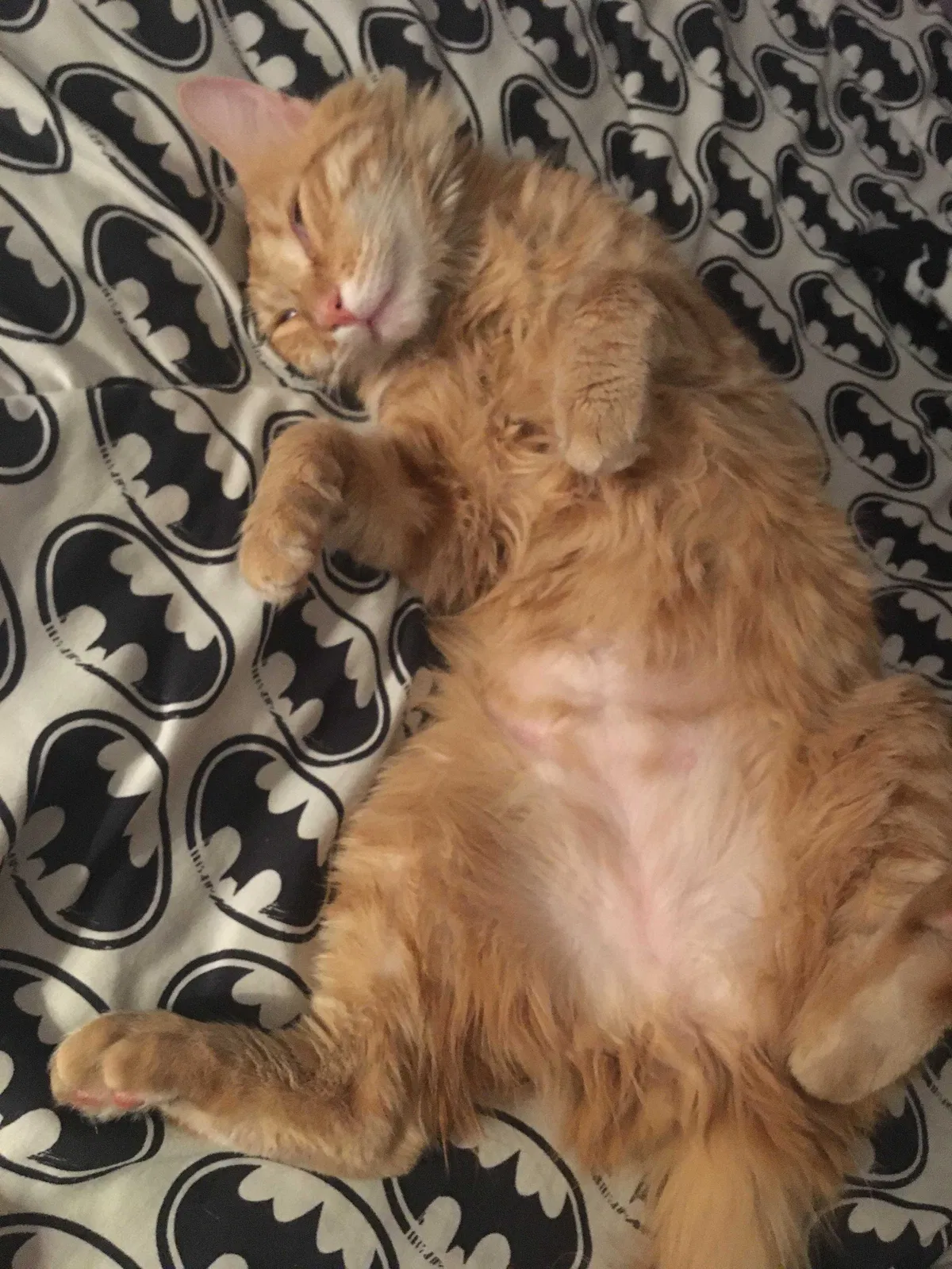 Lost cat in Orangevale, CA, 95662