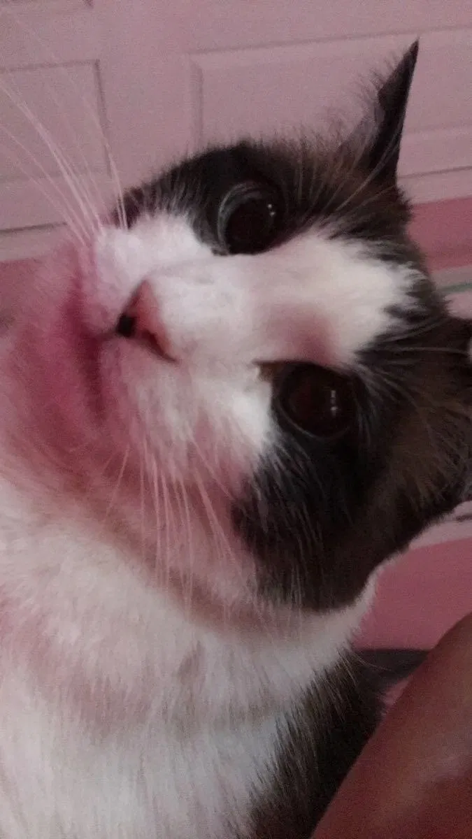 Lost cat in Aurora, CO, 80016