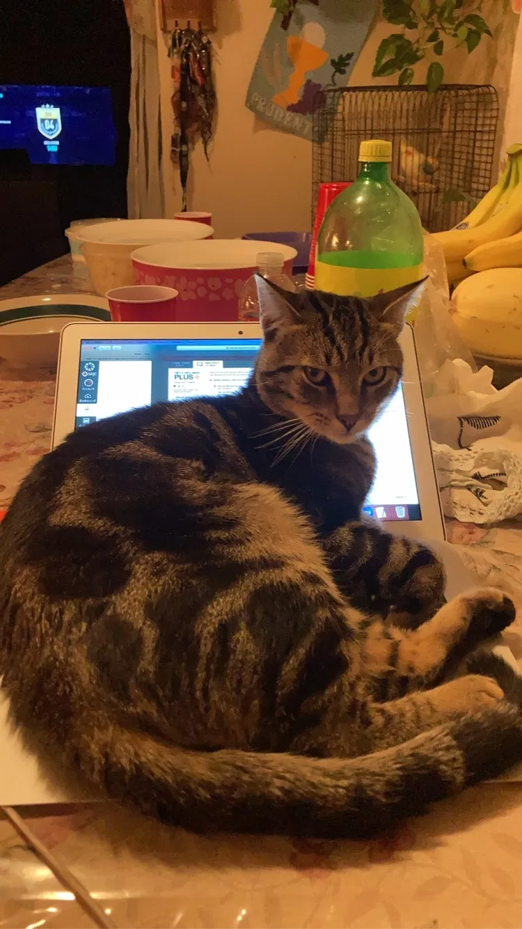 Lost cat in Sonoma, CA, 95476