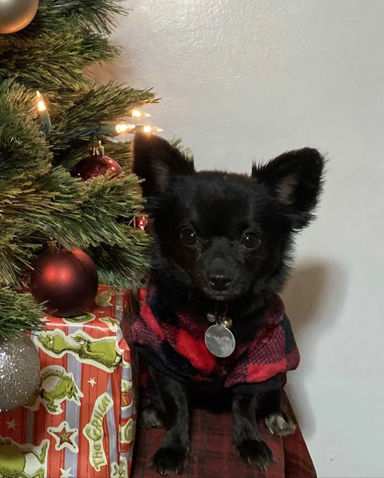 Lost dog in Baldwin Park, CA, 91706