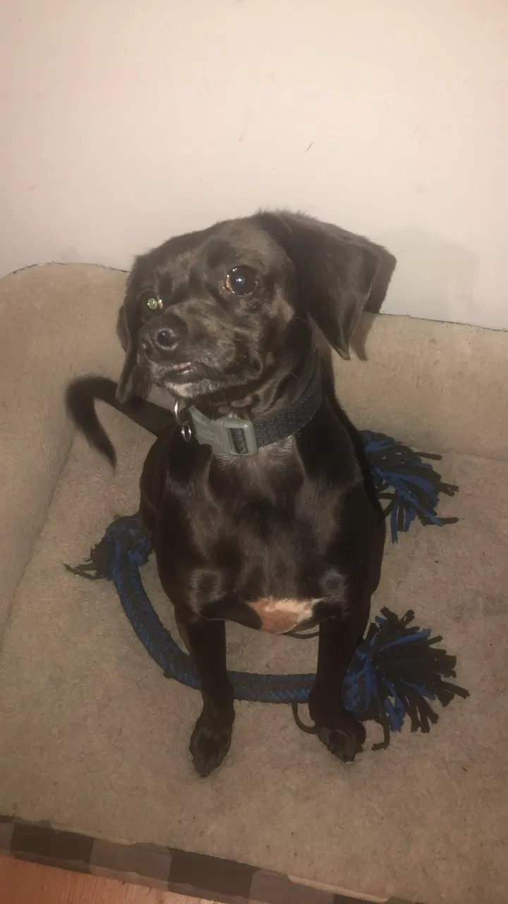 Lost dog in Inglewood, CA, 90303