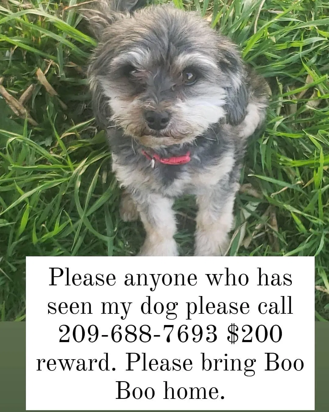 Lost dog in Stockton, CA, 95215