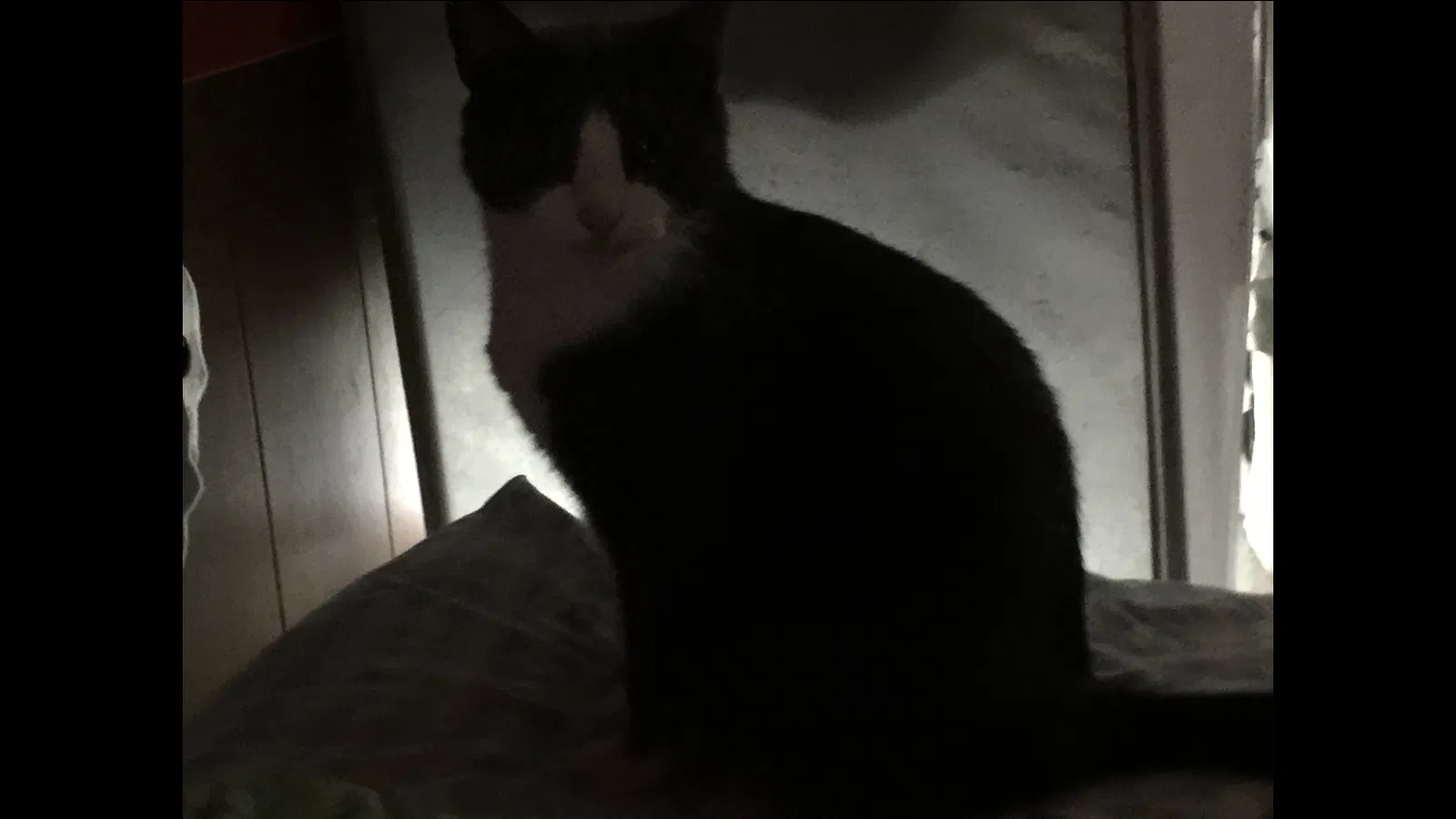 Lost cat in Tucker, GA, 30084