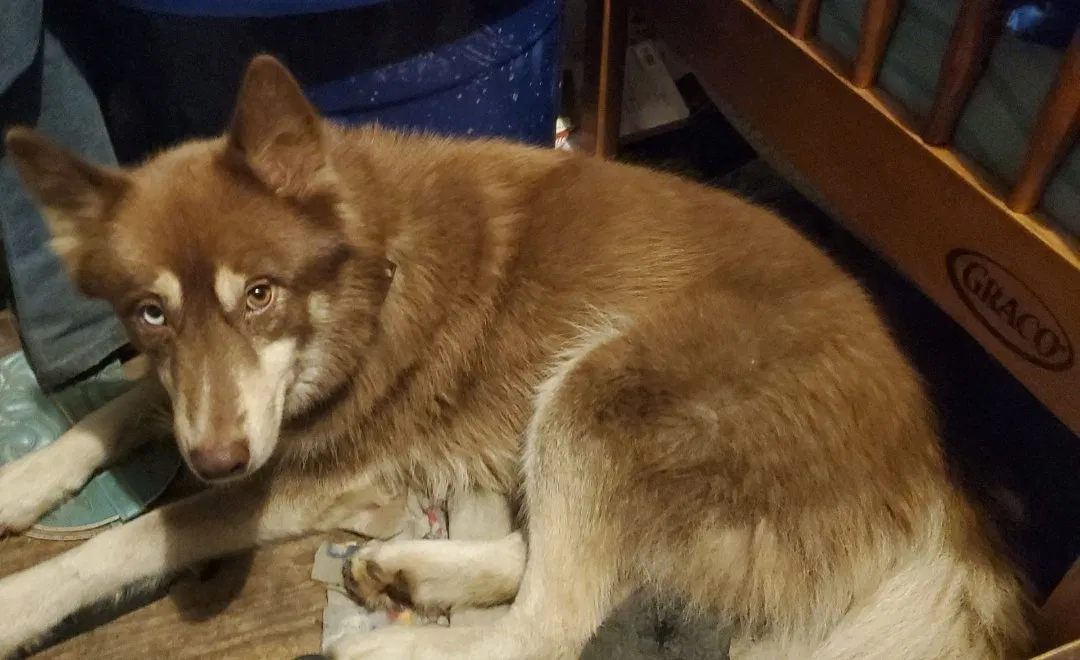 Lost dog in Hackett, AR, 72937
