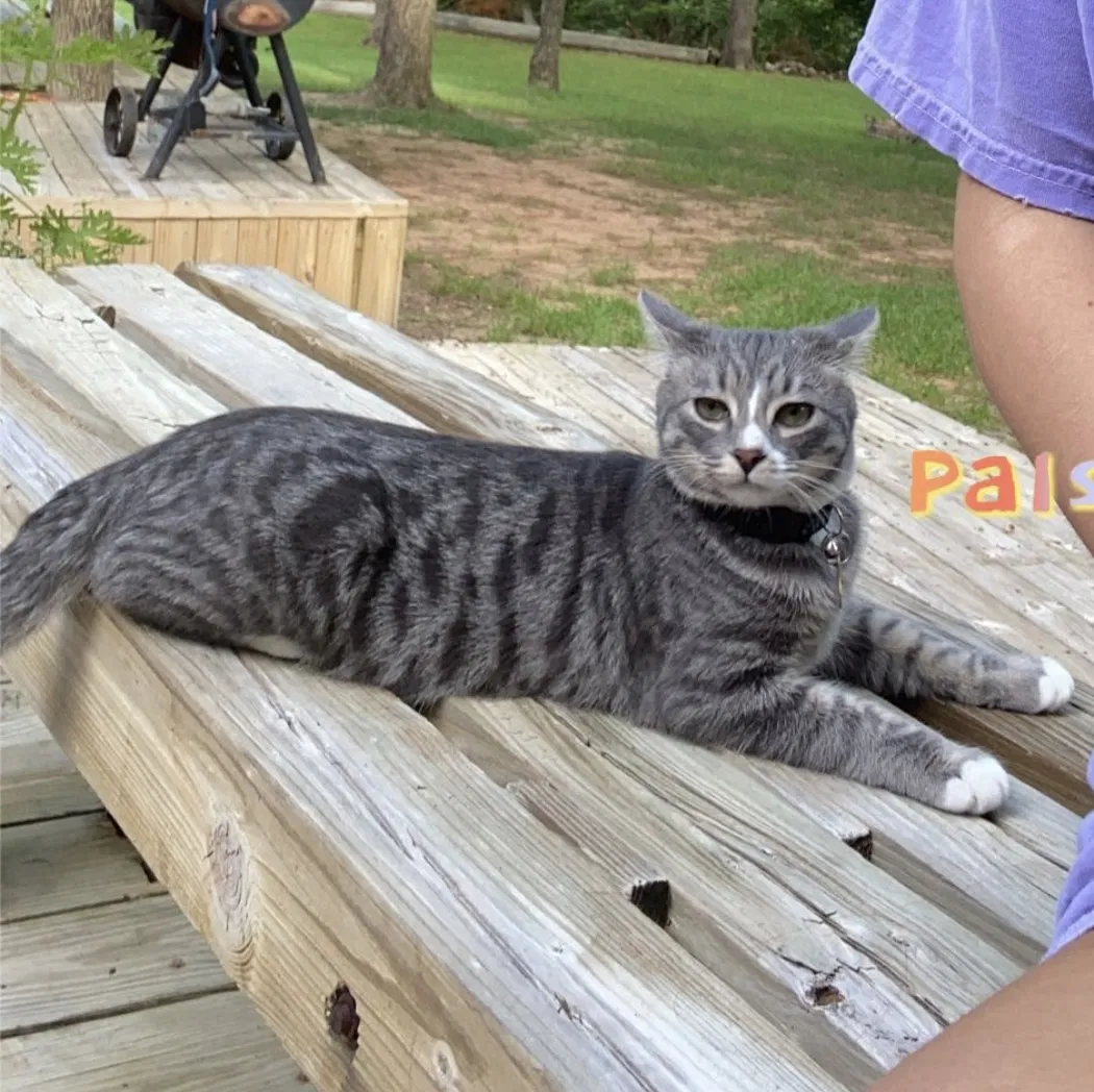 Lost cat in Denison, TX, 75020