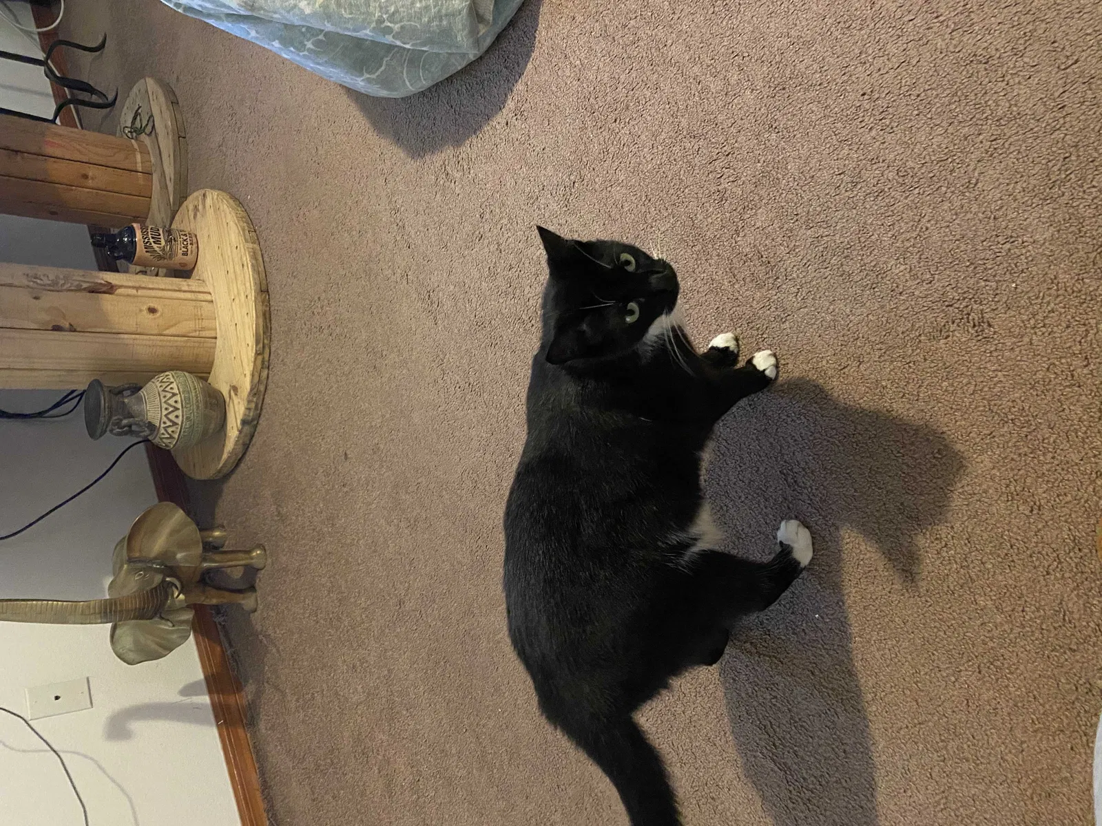 Lost cat in Kissimmee, FL, 34744