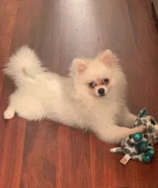 Lost dog in Kissimmee, FL, 34747