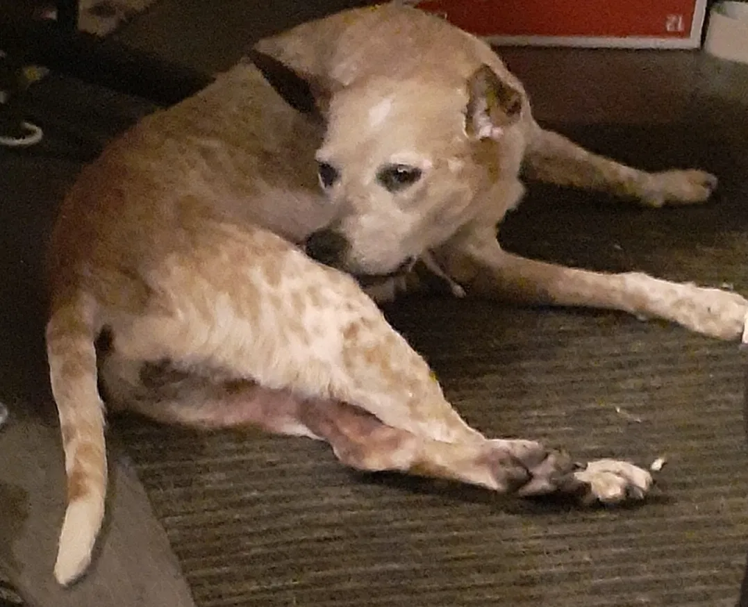 Lost dog in Tulsa, OK, 74134
