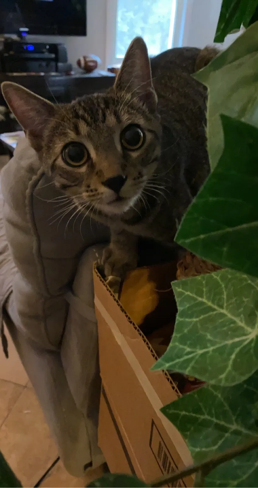 Lost cat in Phoenix, AZ, 85044