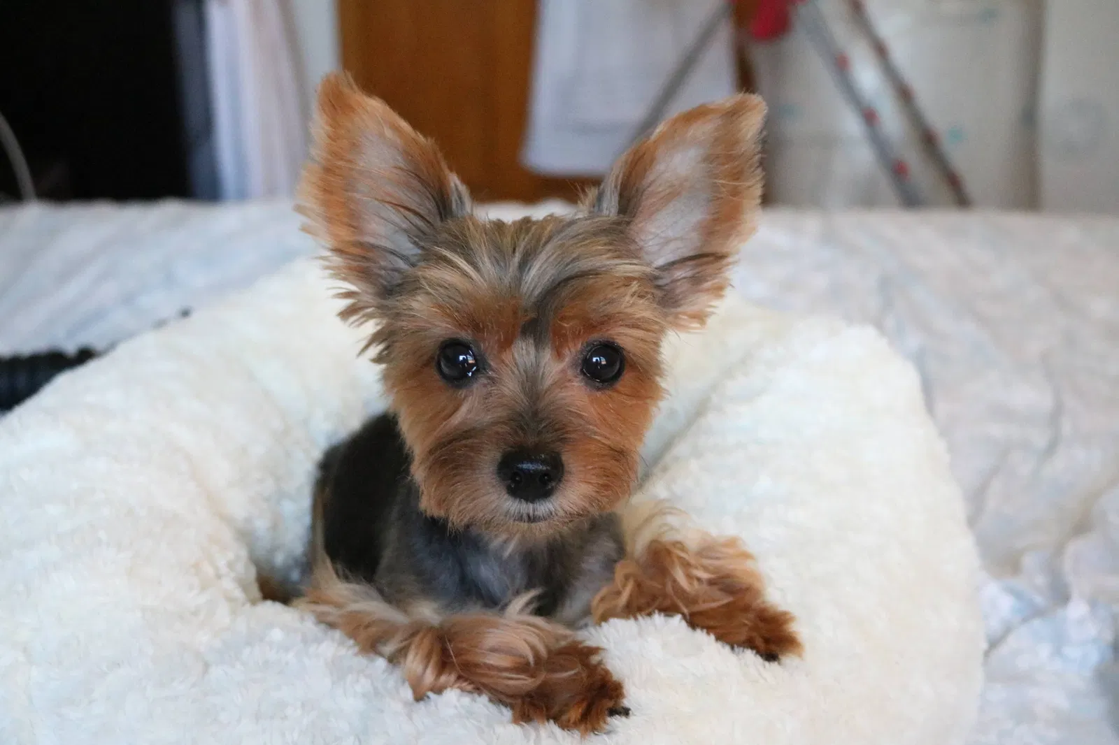 Lost dog in Elmhurst, NY, 11373