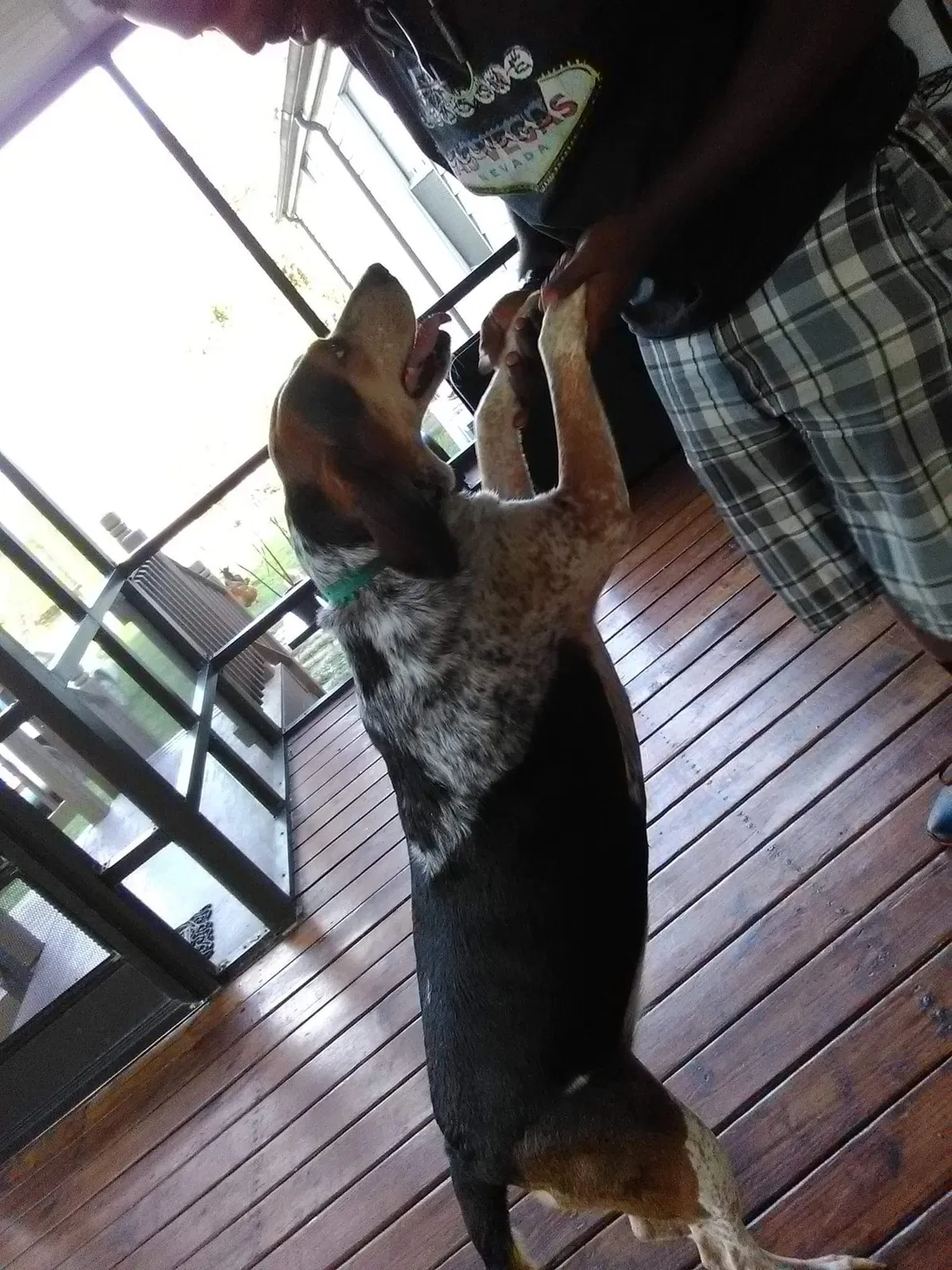 Lost dog in Deland, FL, 32720
