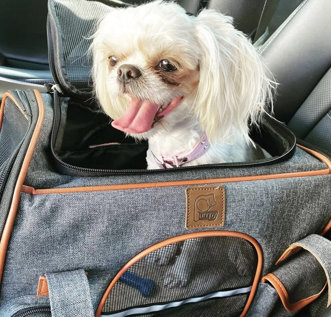 Lost dog in Reedley, CA, 93654