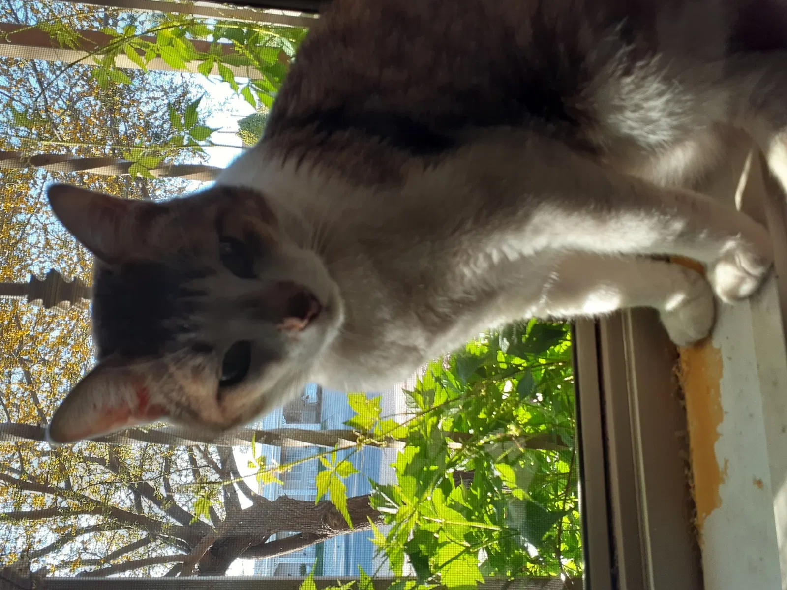 Lost cat in El Paso, TX, 79912