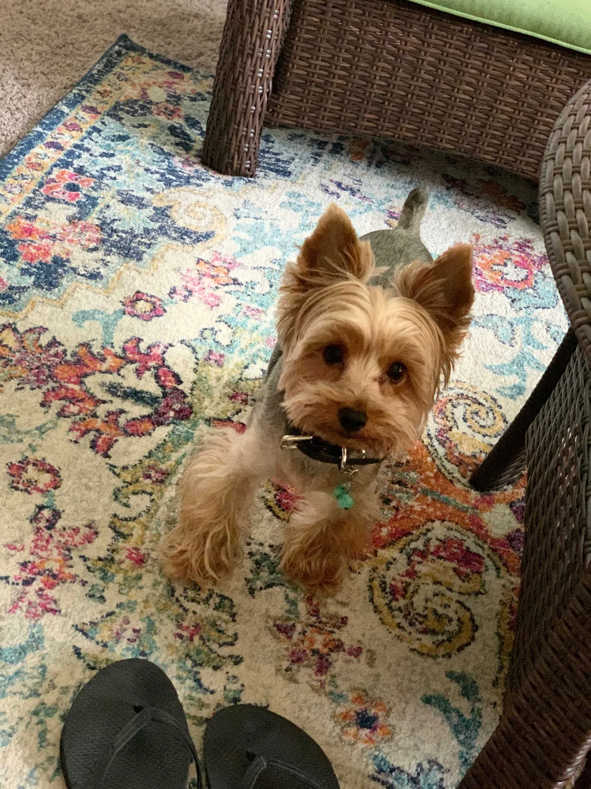 Lost dog in Kent, WA, 98030