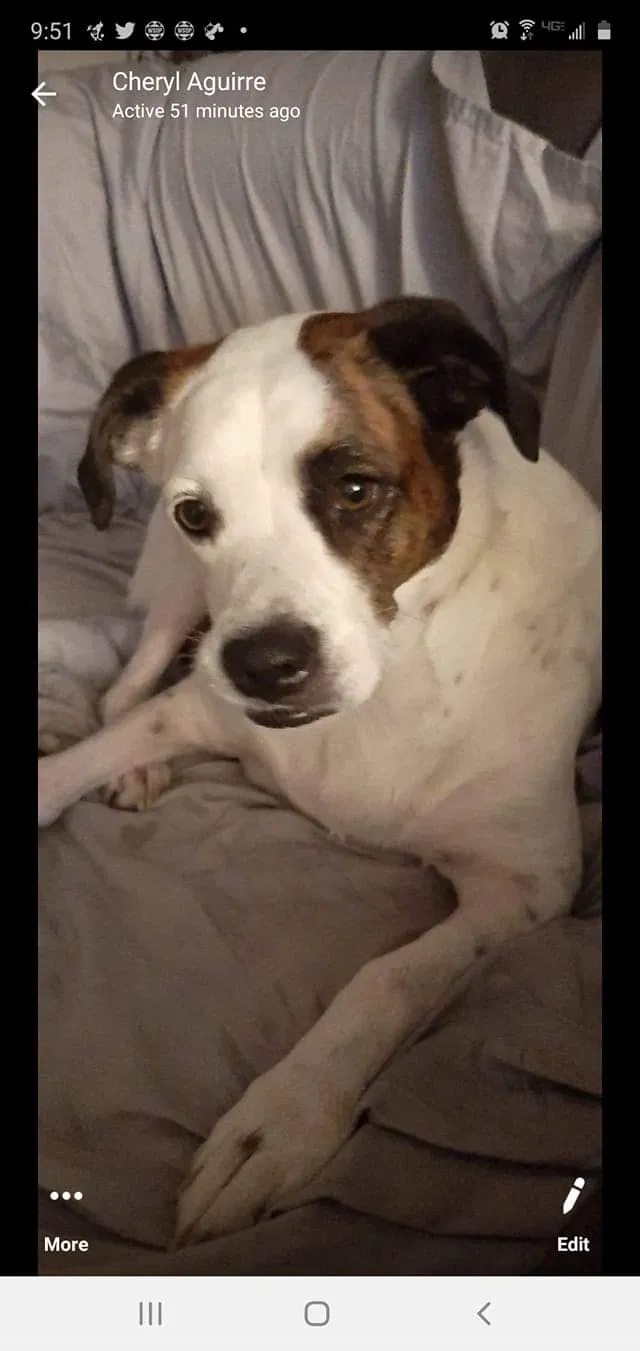 Lost dog in Elkhart, IN, 46514
