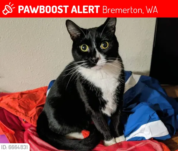 Lost cat in Bremerton, WA, 98312